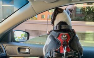 Dogs object to Bill Making it Illegal for Dogs to Stick Their Heads out of Car Windows