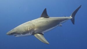 Food blogger fined for eating great white shark